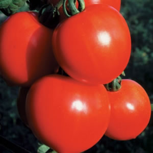 New Girl, Organic Indeterminate Variety – Johnny’s F1 Tomato Seed Solanum Lycopersicon