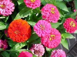 Cut and Come Again Elegans or Common Zinnia 